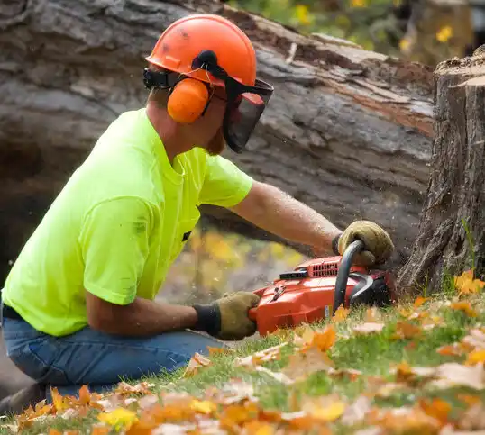 tree services Thief River Falls